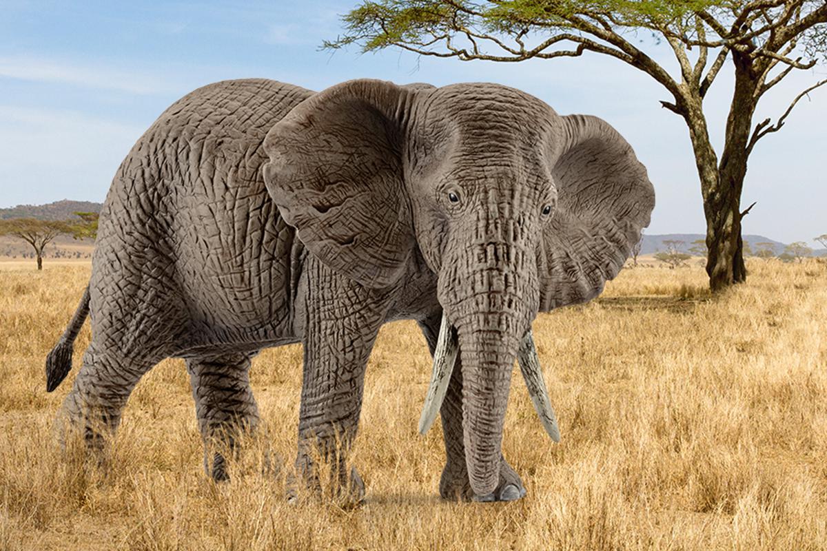 Slon africký, samice