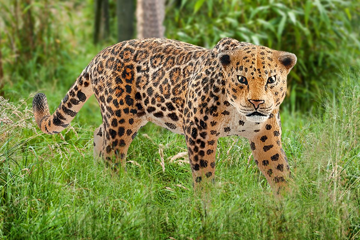 Jaguár
