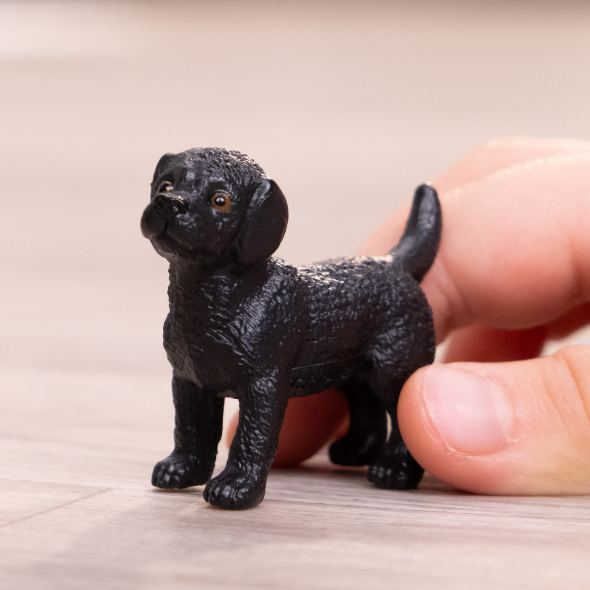 Černé štěně labradorského retrívra
