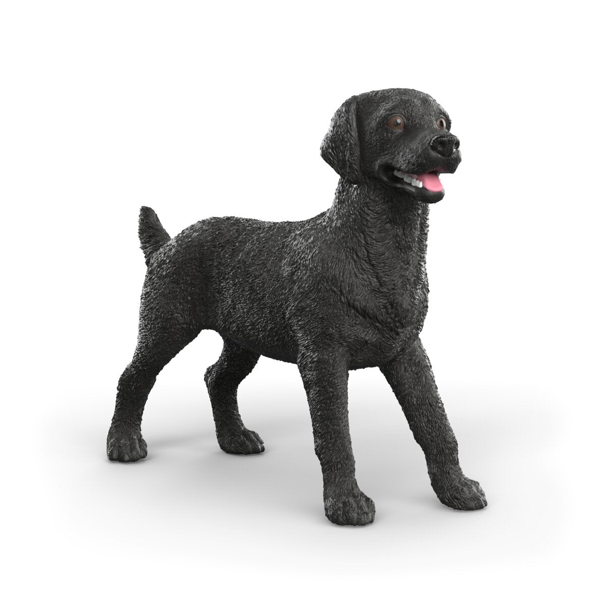 Černá fenka labradorského retrívra