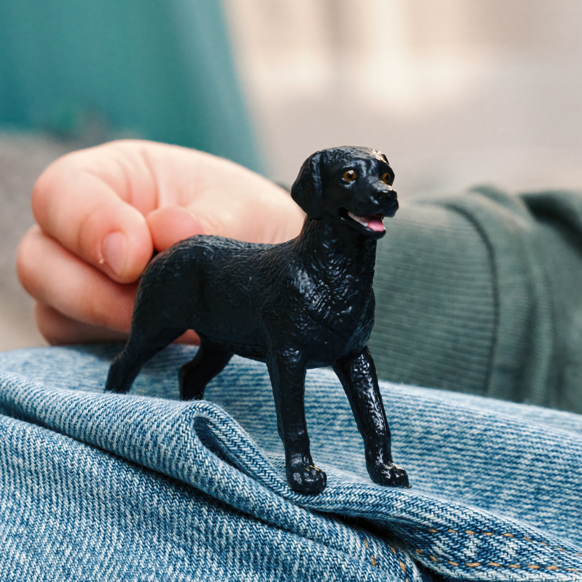 Černá fenka labradorského retrívra